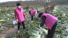 李旗庄镇妇联开展巾帼志愿助农活动